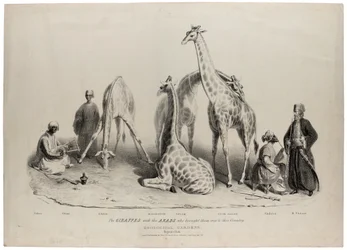 The giraffes with the Arabs who brought them over to this country, Zoological Gardens, Regents Park, London, June 1836
